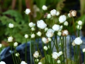 Bild 2 von Parnassia palustris, gefüllte Form,  Sumpfherzblatt