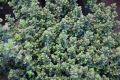 Zitronen Thymian   Thymus citriodorus