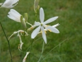 Bild 1 von Anthericum liliago  Traubige Graslilie