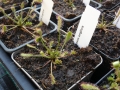 Drosera anglica, langblättriger Sonnentau