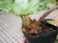 Bild 3 von Gunnera manicata Riesenblatt Mammutblatt