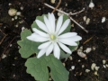 Sanguinaria canadensis  Star