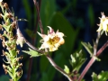 Bild 2 von Geum rivale gelb Bachnelkenwurz  gelbe Blüten