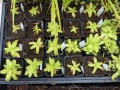 Bild 4 von Pinguicula grandiflora  Großes Fettkraut