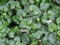 Bild 4 von Korsisches Zimbelkraut   Cymbalaria hepaticifolia