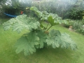 Bild 5 von Gunnera manicata Riesenblatt Mammutblatt Solitär  Nur an Selbstabholer --Keine Lieferung möglich-- 