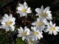 Sanguinaria canadensis  