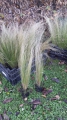 Bild 3 von Stipa tenuissima  Ponytails