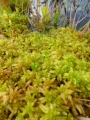 Sphagnum squarrosum grün, Torfmoos