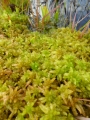 Sphagnum squarrosum grün, Torfmoos,  lebend Moos