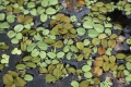 Salvinia natans  Schwimmfarn