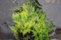 Bild 3 von Thuidium tamariscinum  Thujamoos,Tannenmoos