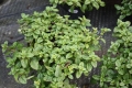Wilder Majoran  Origanum vulgare