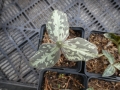 Bild 4 von Trillium erectum var.rubrum Waldlilie