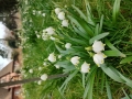 Leukojum vernum   Märzenbecher  Frühlings-Knotenblume
