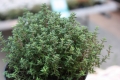 Gewürz-Thymian  Thymus vulgaris compactus