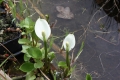 Bild 3 von Calla palustris  Sumpf-Calla