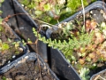 Bild 6 von Calluna vulgaris  Besenheide Wildform