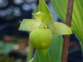 Bild 2 von Cypripedium-Hybriden  Flavum