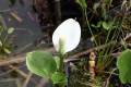 Bild 2 von Calla palustris  Sumpf-Calla