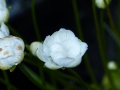 Parnassia palustris, gefüllte Form,  Sumpfherzblatt