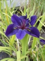 Iris lousiana 'Black Gamecock', Lousiana Iris