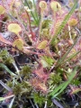 Bild 2 von ---Saat-- Drosera rotundifolia, rundblättriger Sonnentau  --Saat--