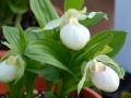 Bild 5 von Cypripedium-Hybriden weiß