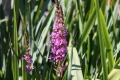 Bild 3 von Lythrum salicaria  Blutweiderich