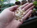 Schildkrötenpflanze Dioscorea elephantipes --Saat-- 20 Korn