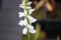 Bild 6 von Spiranthes cernua   Herbstdrehwurz Solitärpflanze