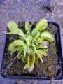 Bild 5 von Dionaea muscipula, Venusfliegenfalle