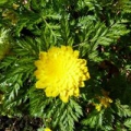 Bild 4 von Adonis amurensis Pleniflora  Gefülltes Adonisröschen