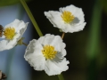 Bild 5 von Sagittaria australis  Nordamerikanisches Pfeilkraut