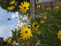 Bild 1 von Helianthus salicifolius /orgyalis  Weidenblättrige Sonnenblume