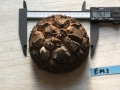Bild 1 von Schildkrötenpflanze Dioscorea elephantipes EM3