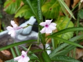 Ruellia brittonia rosa   Mexicanische Petunie