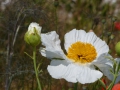 Bild 2 von Romneya coulteri  Kalifornischer Baummohn