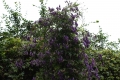 Bild 2 von Rankender Eisenhut Aconitum volubile