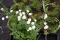 Bild 2 von Ranunculus aconitifolium Eisenhutblättriger Hahnenfuß