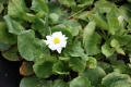 Caltha leptosepala  Amerikanische Dotterblume