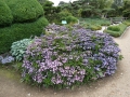 Hydrangea serrata Koreanische Hortensie