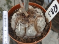 Bild 2 von Schildkrötenpflanze Dioscorea elephantipes RB3