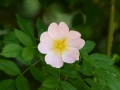 Bild 1 von Rosa Pimpinellifolia var. Altaica,  Bibernellrose, Dünenrose, Sylt-Rose