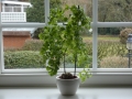 Bild 48 von Schildkrötenpflanze Dioscorea elephantipes 2-5 cm Anfängerpflanze zum ausprobieren