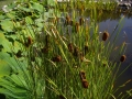 Typha minima Zwergrohrkolben