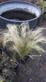 Bild 1 von Stipa tenuissima  Ponytails