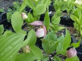 Bild 2 von Cypripedium- Pink Blush -Hybriden 