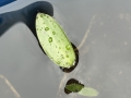 Bild 3 von Wasserähre Aponogeton distachyos
