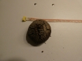 Schildkrötenpflanze Dioscorea elephantipes 5-6 cm